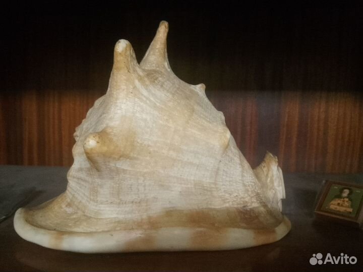 Морская раковина Средиземного моря