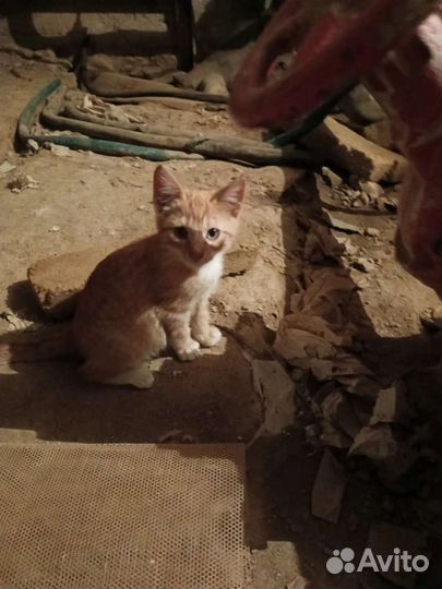 Рыжий котенок