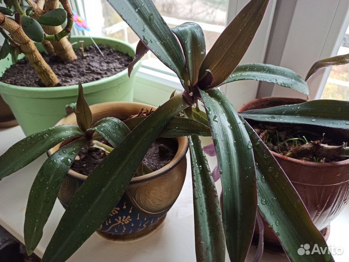 Традесканция