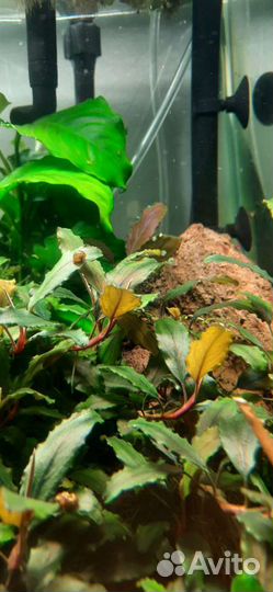 Буцефаландра/ анубиас