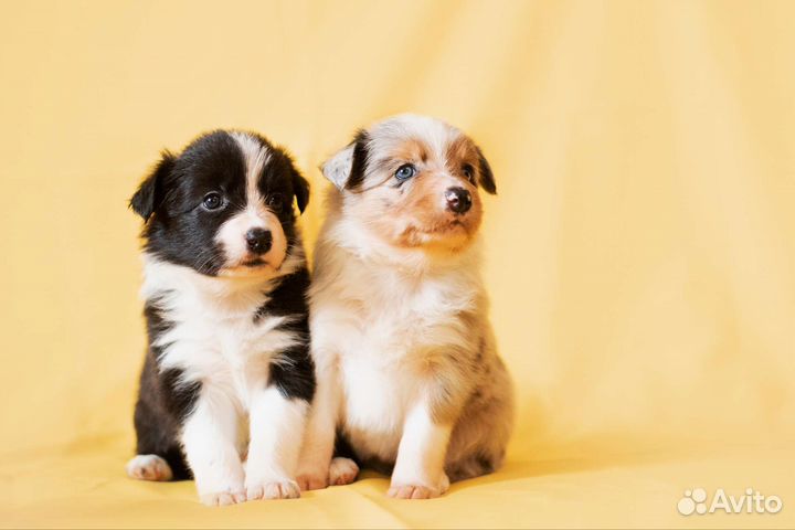 Бордер колли