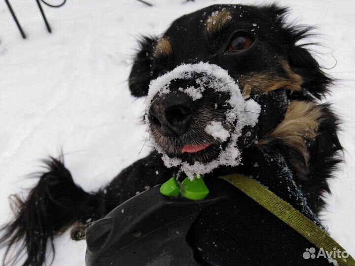 Котоняня, зооняня