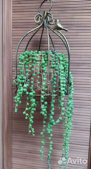 Комнатные растения (Крестовник Роули, Фикус.)