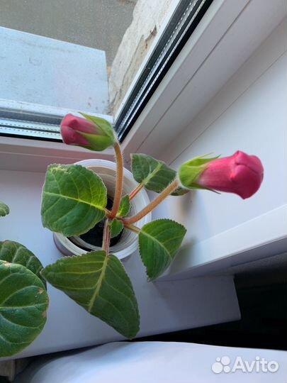 Орхидея фаленопсис, глоксинии,фиалки и др