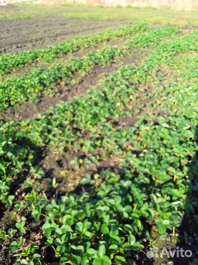 Рассада клубники