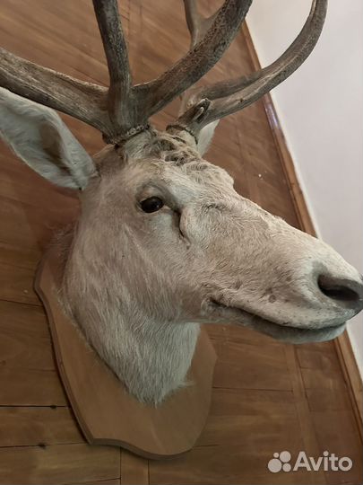 Чучела животных