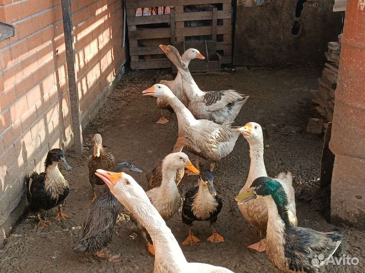 Гуси линда и серые