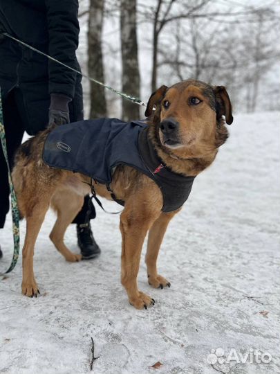 Чудо собака,нежный пес в приюте