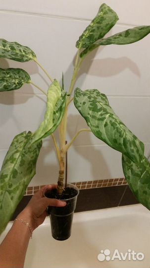 Аглаонема Пикок / Peacock / Павлин