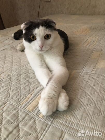 Британский вислоухий Кот вязка