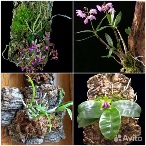 Блок для орхидей.Кора дуба и сосны