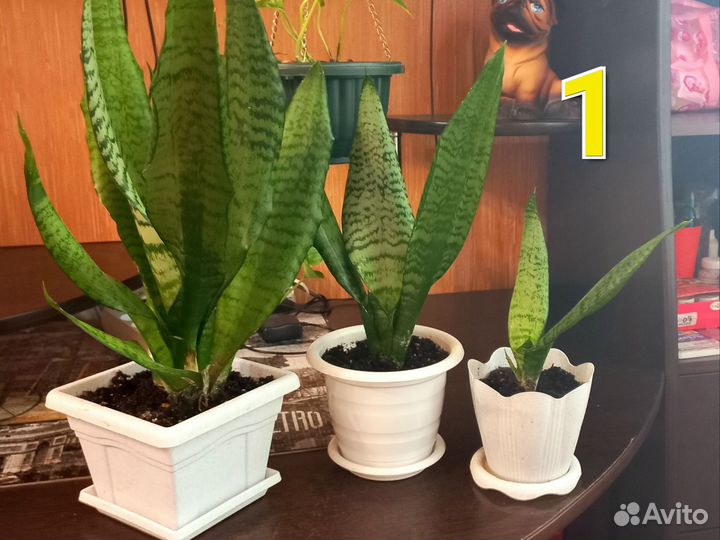 Комнатные цветы