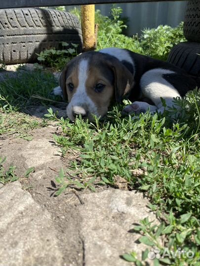 Щенок Русской Пегой Гончей