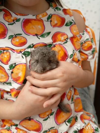 Щенки шиншиллы