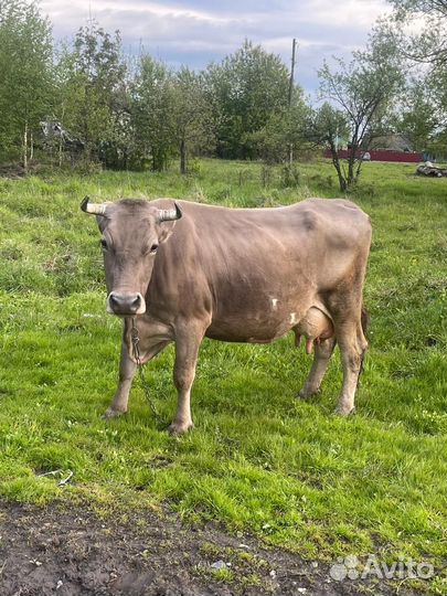 Корова дойна молочная