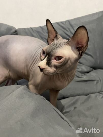 Канадский сфинкс вязка