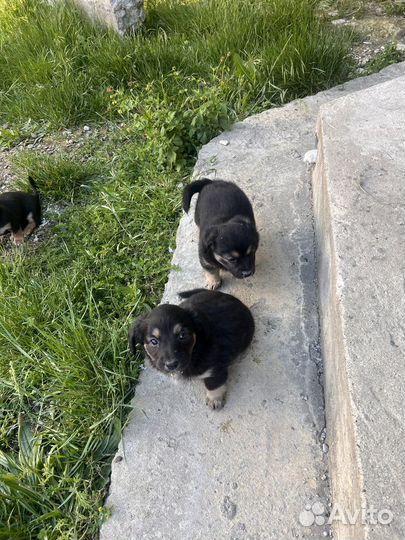 Щенки бесплатно