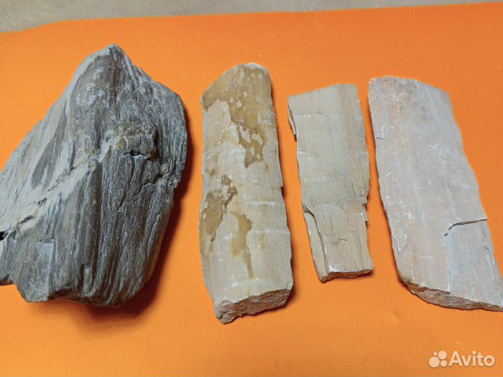 Окаменелое дерево.Карьер на юге Харьковской обл