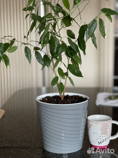 Комнатные растения