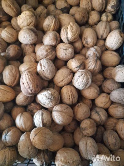 Грецкий орех