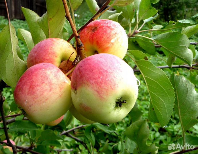 Продам саженцы яблони