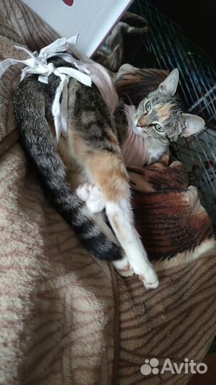 Кошка котёнок балерина