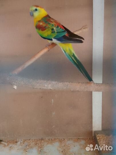 Певчий попугай (самец)