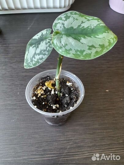 Сциндапсус