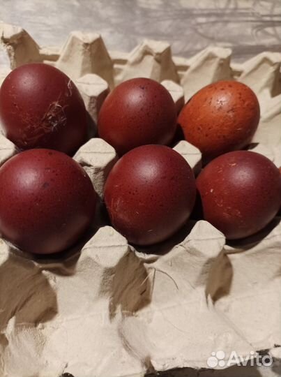 Молодые петушки Маран