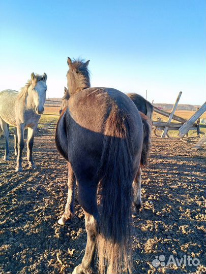 Обменяю кобылу