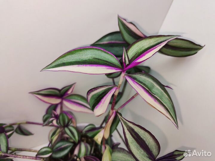 Tradescantia Quadricolor (Традесканция)
