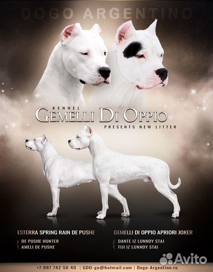 Аргентинский дог, щенки