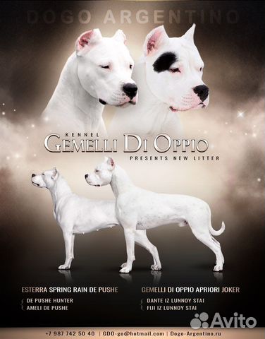 Аргентинский дог, щенки