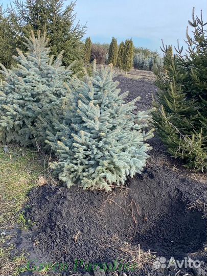 Ель голубая