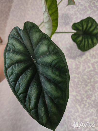 Алоказия драгон скейл