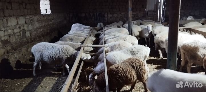 Матки откормичние