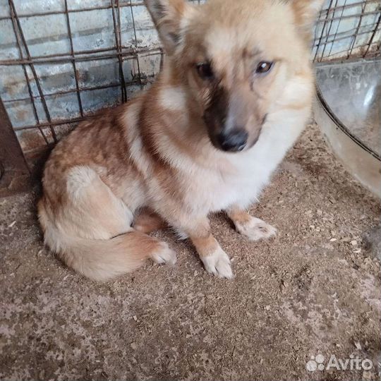 Собака в отлове размером с кошку