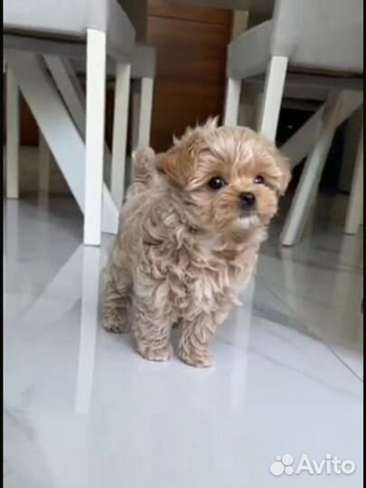 Щенки мальтипу