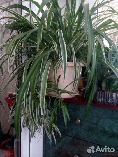 Комнатные растения и цветы