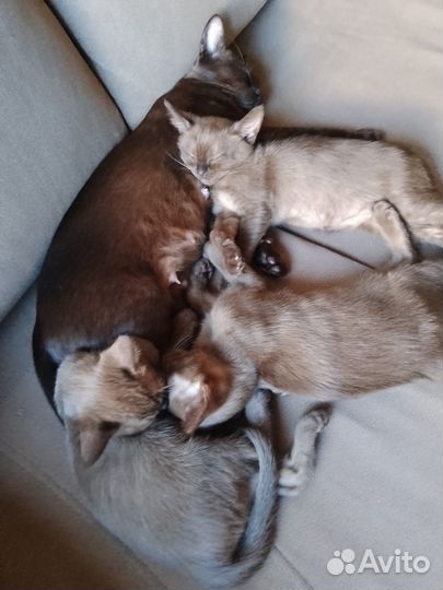 Котята бурманской кошки