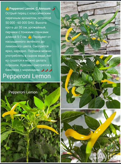 В продаже семена среднерослого острого перца