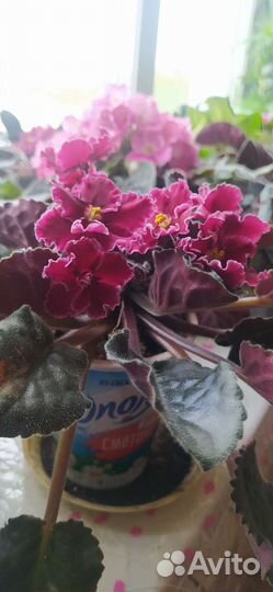 Фиалки. Спатифиллум и алоэ столетник