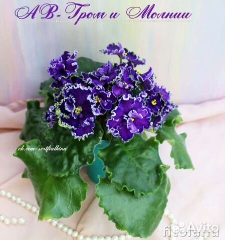 Ав гром и молнии фиалка фото
