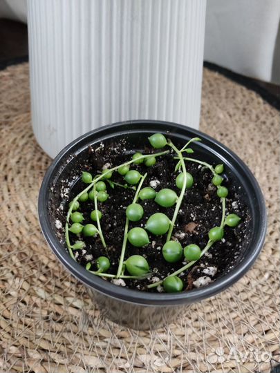 Хойя вайети трик, крестовник, сц. неон