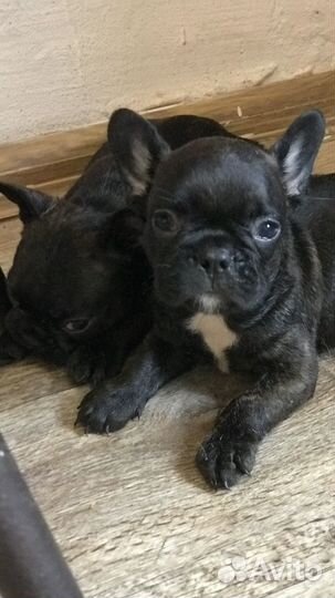 Щенки французского бульдога