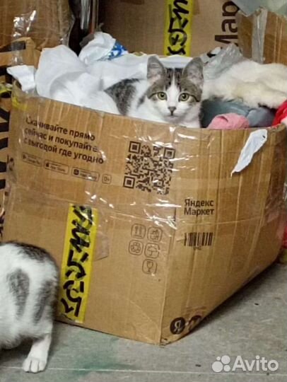 Киса Зефирка, бесплатно