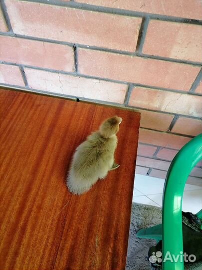 Мускусные утята