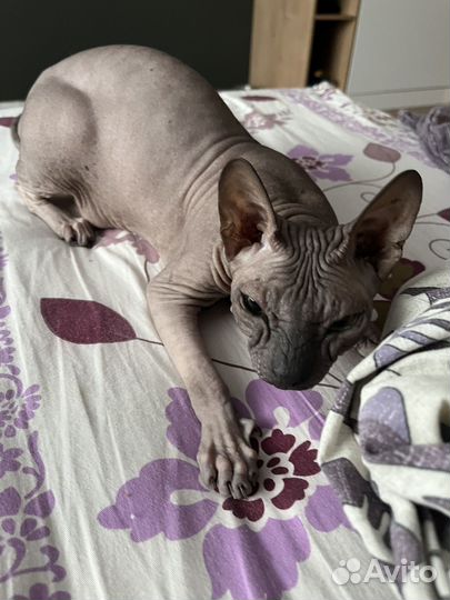 Донской сфинкс кошка