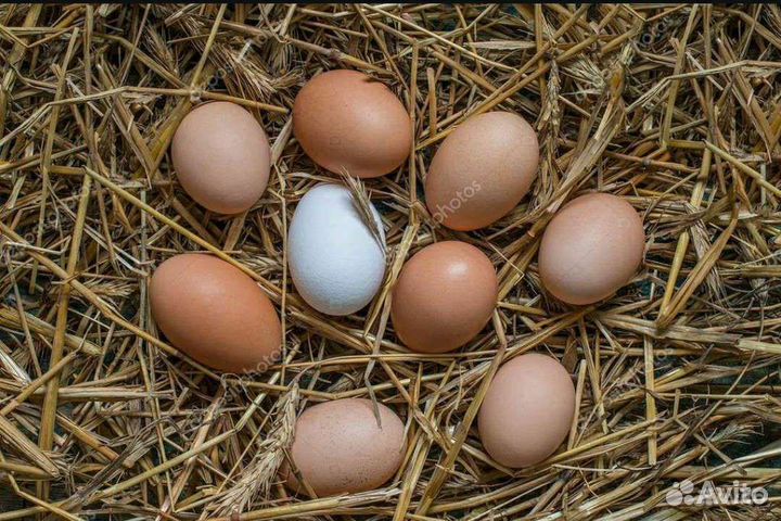 Инкубационное яйцо брамы