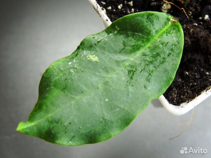 Хойи сортовые 2